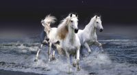 Mystic Horses1605310750 200x110 - Mystic Horses - Parrot, Mystic, Horses